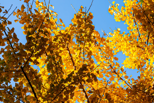 【11月】休診日・診療時間変更のお知らせ